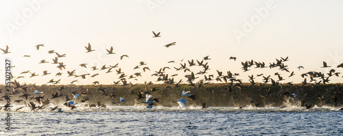 Mass Lift Off of Birds