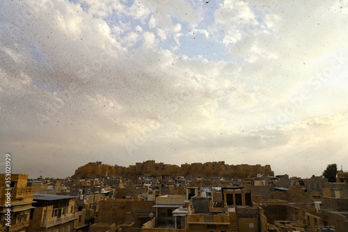 january 2020 A attack by desert hopper  locusts attack  in jaisalmer city  Rajasthan