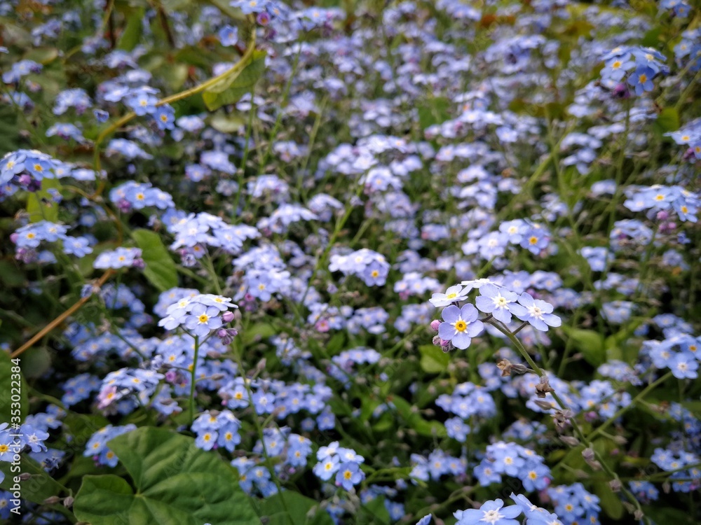 forget me not flowers field