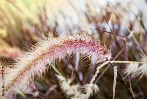 Grass flower in the garden