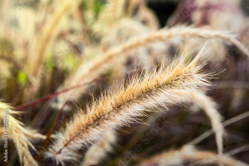 Grass flower in the garden