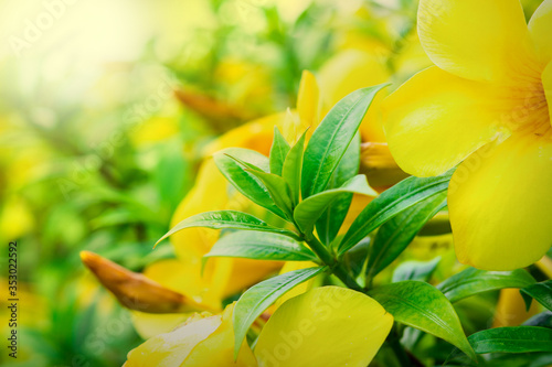 Blossoming flowers in the garden.