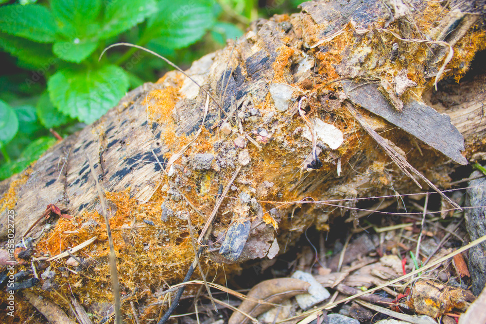moss, fungus growing on natural old wood. soft focus, details, color moss, fungus growing on natural old wood. soft focus, details, color