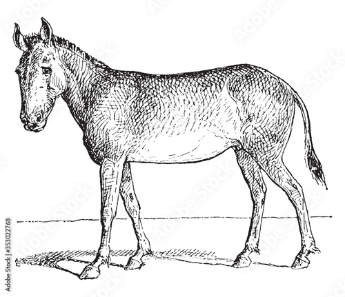 Onager animal (from horse family), vintage illustration.