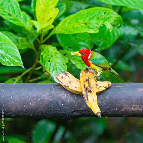 A male red headed barbet (Eubucco bourcierii) eating a piece of banana, Mindo, Ecuador. photo