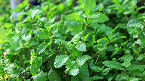 Mint plant. Close up lush green fresh mint plant foliage background in the organic home garden. photo