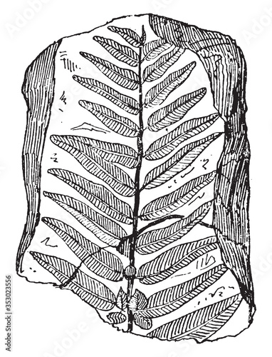 Nevropteris Dufrenoyi, vintage illustration.