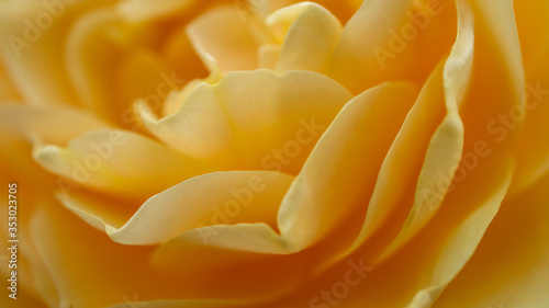 淡い黄色のバラは心和ます素敵なお花！