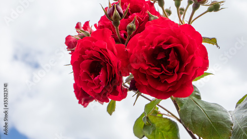 ばら園に咲く赤いバラの美しさに魅了されました！