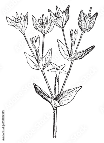 Cyme dichotomique, vintage illustration.