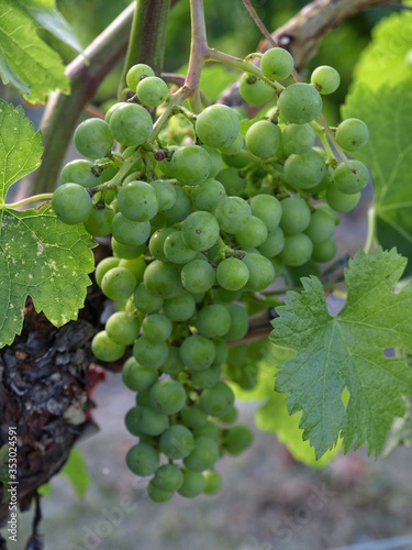 Wallpaper Mural Bunch of wine grapes on the grape vine Torontodigital.ca