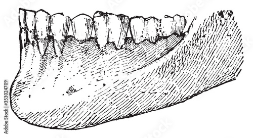 Tooth jaw lower profile view, vintage illustration.