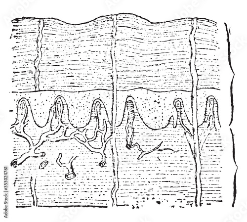 Dermis, vintage illustration.