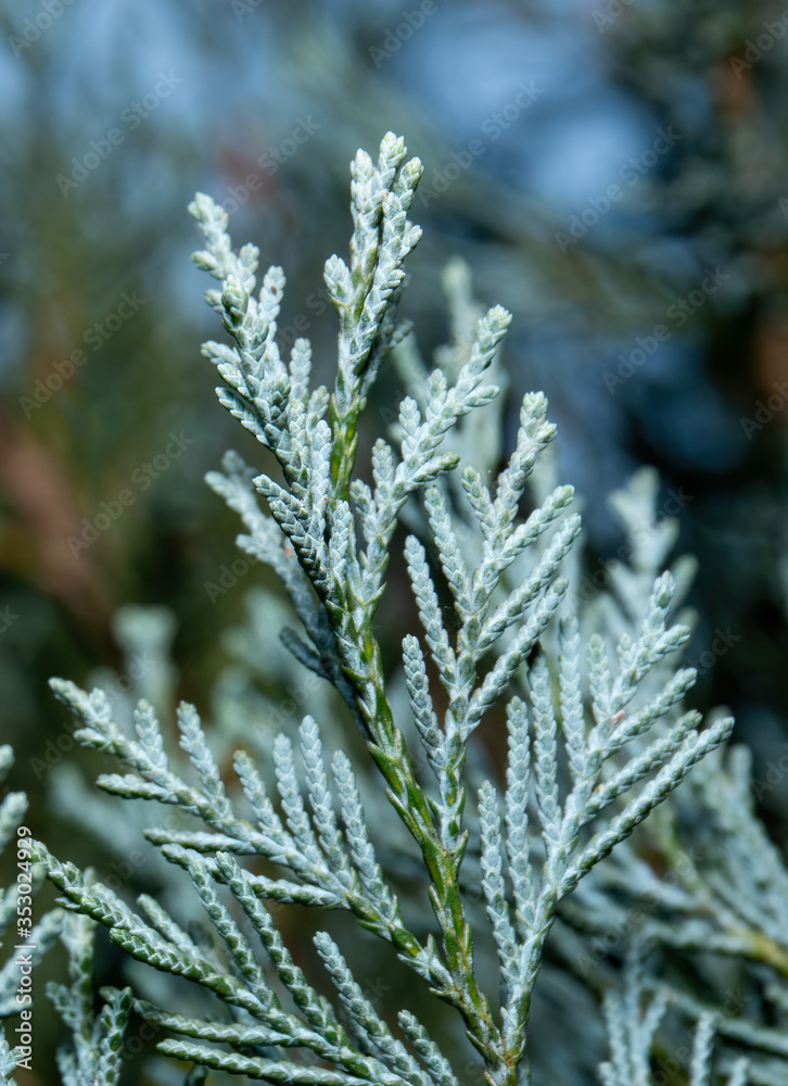 Close up Blue Lawson Cypress or Chamaecyparis lawsoniana Isolated on Nature Background