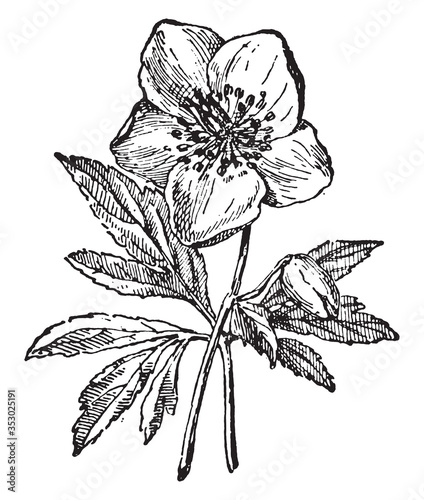 Hellebore flower, vintage illustration.