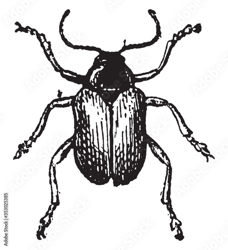 Eumolpus, vintage illustration.