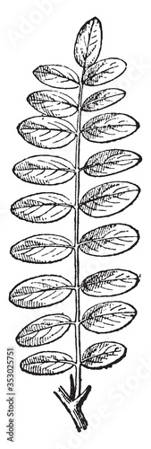 Pinnate compound leaf (Robinia), vintage illustration.