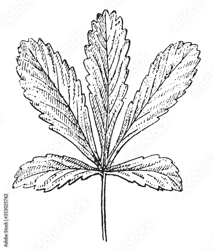 Palmatipartite leaf (Potentilla), vintage illustration. photo