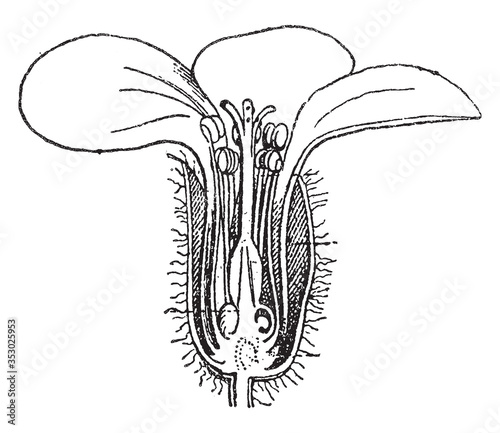 Cranesbill geranium flower or robert grass, vintage illustration.