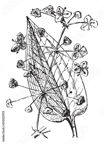 Water plantain, vintage illustration.