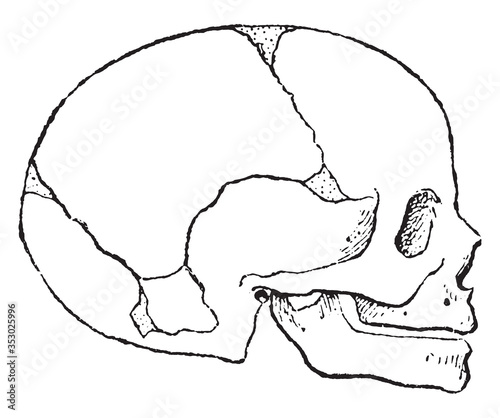 Fontanelle, vintage illustration.