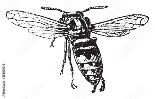 Hornet, vintage illustration.
