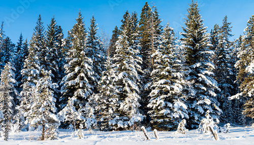 Christmas Trees in the Mountains