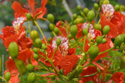 Orange flowers surrounded by green leaves in the garden