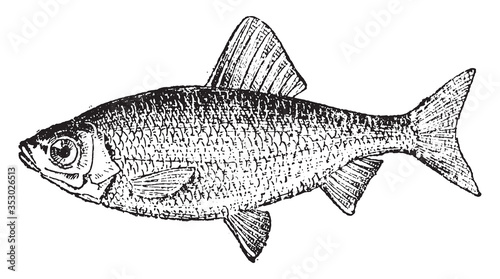 Common roach, vintage illustration.