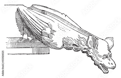 Gargoyle of the Sainte-Chapelle in Paris (XIII century), vintage illustration.
