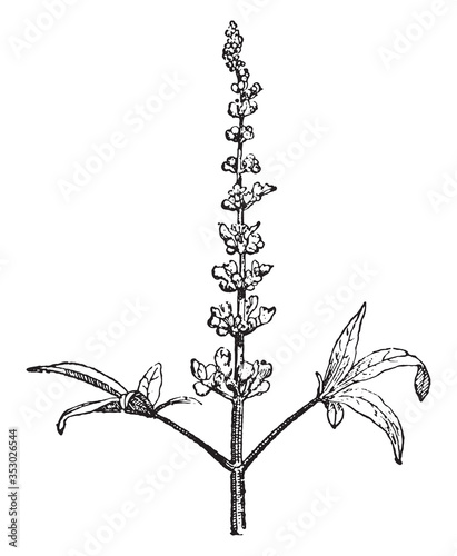 Vitex agnus-castus, vintage illustration. photo