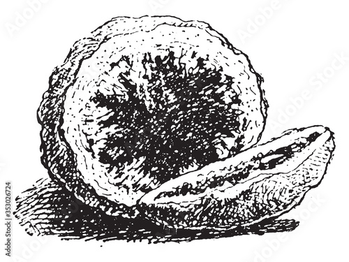 Geode, vintage illustration.