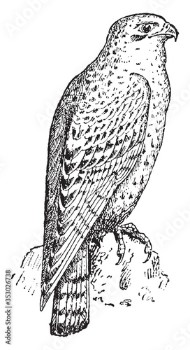 Gyrfalcon, vintage illustration.