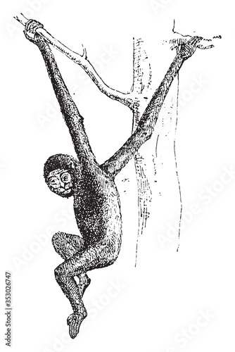 Gibbon animal, vintage illustration.