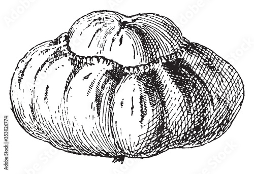 Turban squash, vintage illustration.