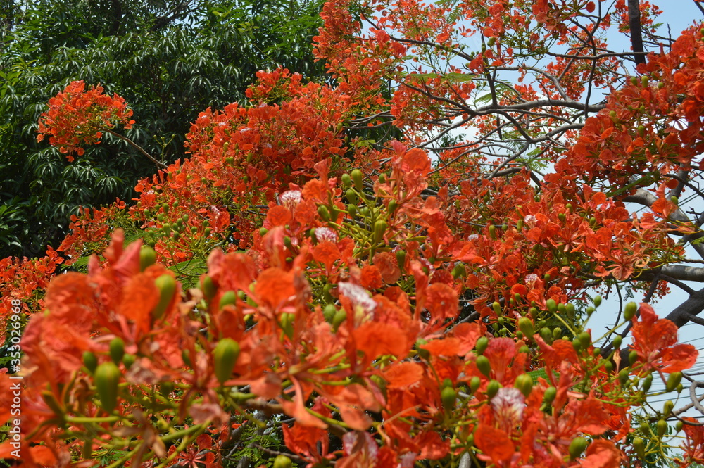 Orange flowers surrounded by green leaves in the garden Orange flowers surrounded by green leaves in the garden