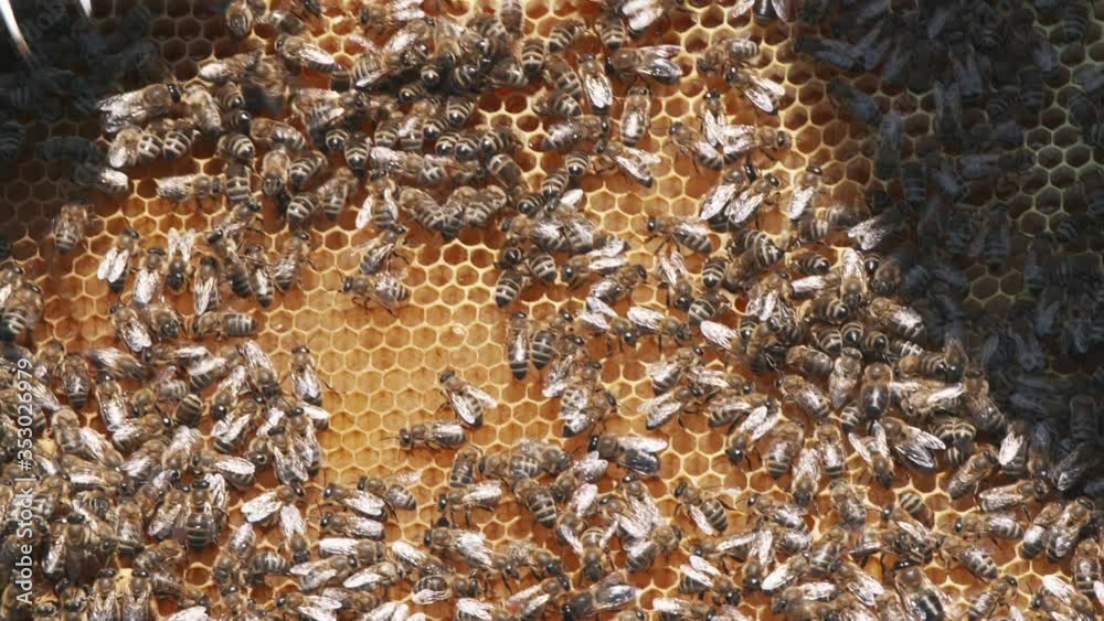Closeup shot of the honeycomb full of bees, taken with a super tele lens in UHD Closeup shot of the honeycomb full of bees, taken with a super tele lens in UHD