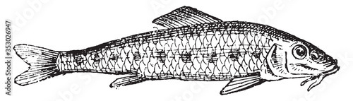 Northern studfish, vintage illustration. photo