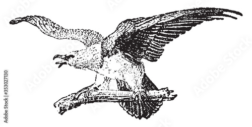 Bearded vulture, vintage illustration.