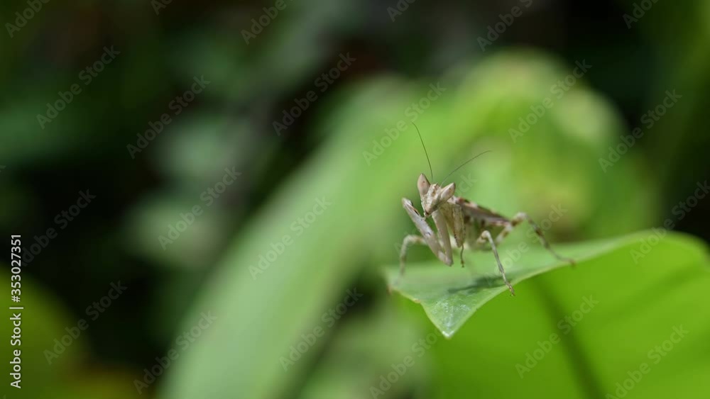 Jeweled Flower Mantis, Creobroter gemmatus; seen on top of a leaf on the right side of the frame while preening its right and the left forelegs then swings its body bouncing the leaf around.