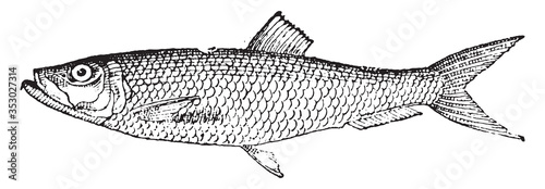 Herring fish, vintage illustration.