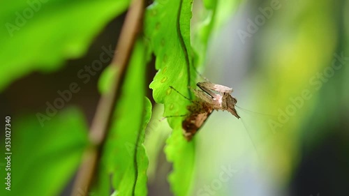 Praying Mantis, Ceratomantis saussurii; found right behind a blade of a fern frond preening its right foreleg and cleaning and wiping its head. photo