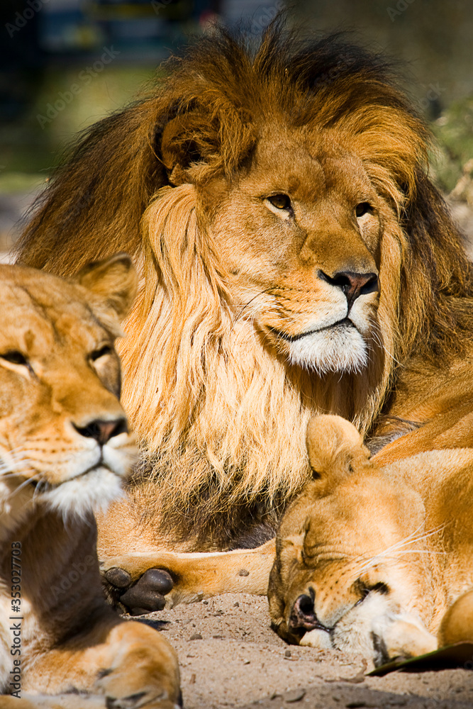 Fototapeta premium Lion Family resting, lion, lionesses.
