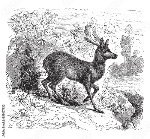 Deer animal, vintage illustration.