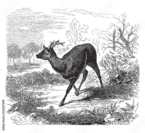 Roe deer, vintage illustration.