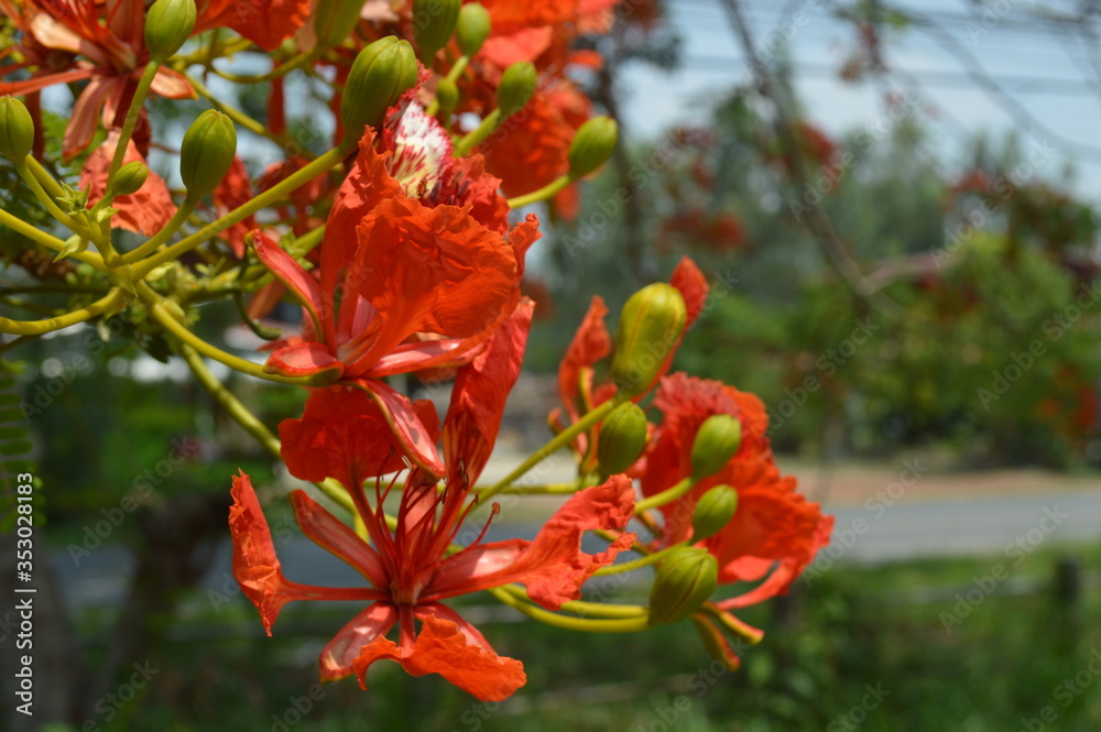 Orange flowers surrounded by green leaves in the garden