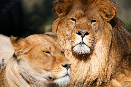 Fototapeta Naklejka Na Ścianę i Meble -  Lion Family resting, lion, lionesses.