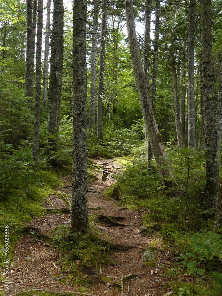 path in the woods