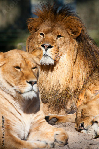 Lion Family resting  lion  lionesses.