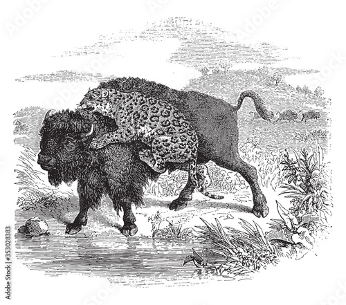 Jaguar attacking a bison, vintage illustration.